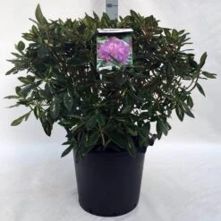 Rhododendron (Rhododendron 'Goldflimmer') -Groene Boom Winkel r. goldflimmer c30
