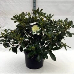 Rhododendron (Rhododendron 'Horizon Monarch') -Groene Boom Winkel r. horizon monarch c40