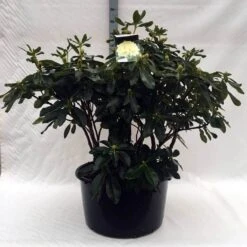 Rhododendron (Rhododendron 'Horizon Monarch') -Groene Boom Winkel r. horizon monarch c80 1