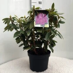 Rhododendron (Rhododendron 'Kokardia') -Groene Boom Winkel r. kokardia c10 50 cm