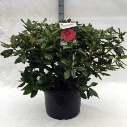Rhododendron (Rhododendron 'Lord Roberts') -Groene Boom Winkel r. lord roberts c40