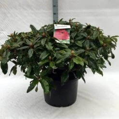Rhododendron (Rhododendron 'Marie Forte') -Groene Boom Winkel r. marie forte c40