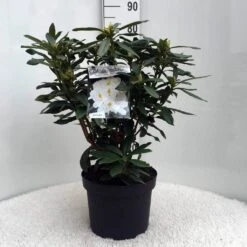 Rhododendron (Rhododendron 'Madame Masson') -Groene Boom Winkel r. mme masson c10 50 cm 1