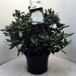 Rhododendron (Rhododendron 'Madame Masson') -Groene Boom Winkel r. mme masson c20 1