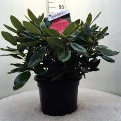 Rhododendron (Rhododendron 'American Beauty') -Groene Boom Winkel r. p.a. beauty c20