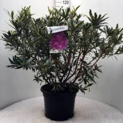 Bosrhododendron (Rhododendron Ponticum 'Variegatum') -Groene Boom Winkel r. pont. variegatum c20