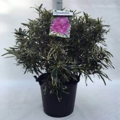 Bosrhododendron (Rhododendron Ponticum 'Variegatum') -Groene Boom Winkel r. pont. variegatum c30
