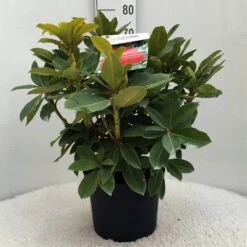 Rhododendron (Rhododendron 'Red Jack') -Groene Boom Winkel r. red jack c10 50 cm