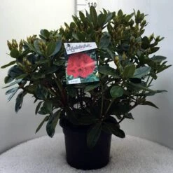 Rhododendron (Rhododendron 'Red Jack') -Groene Boom Winkel r. red jack c20