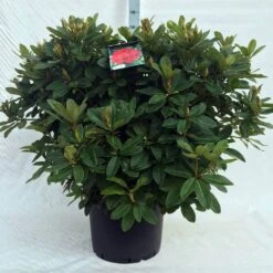 Rhododendron (Rhododendron 'Red Jack') -Groene Boom Winkel r. red jack c40