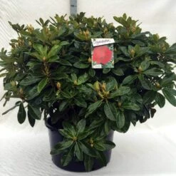 Rhododendron (Rhododendron 'Red Jack') -Groene Boom Winkel r. red jack c80
