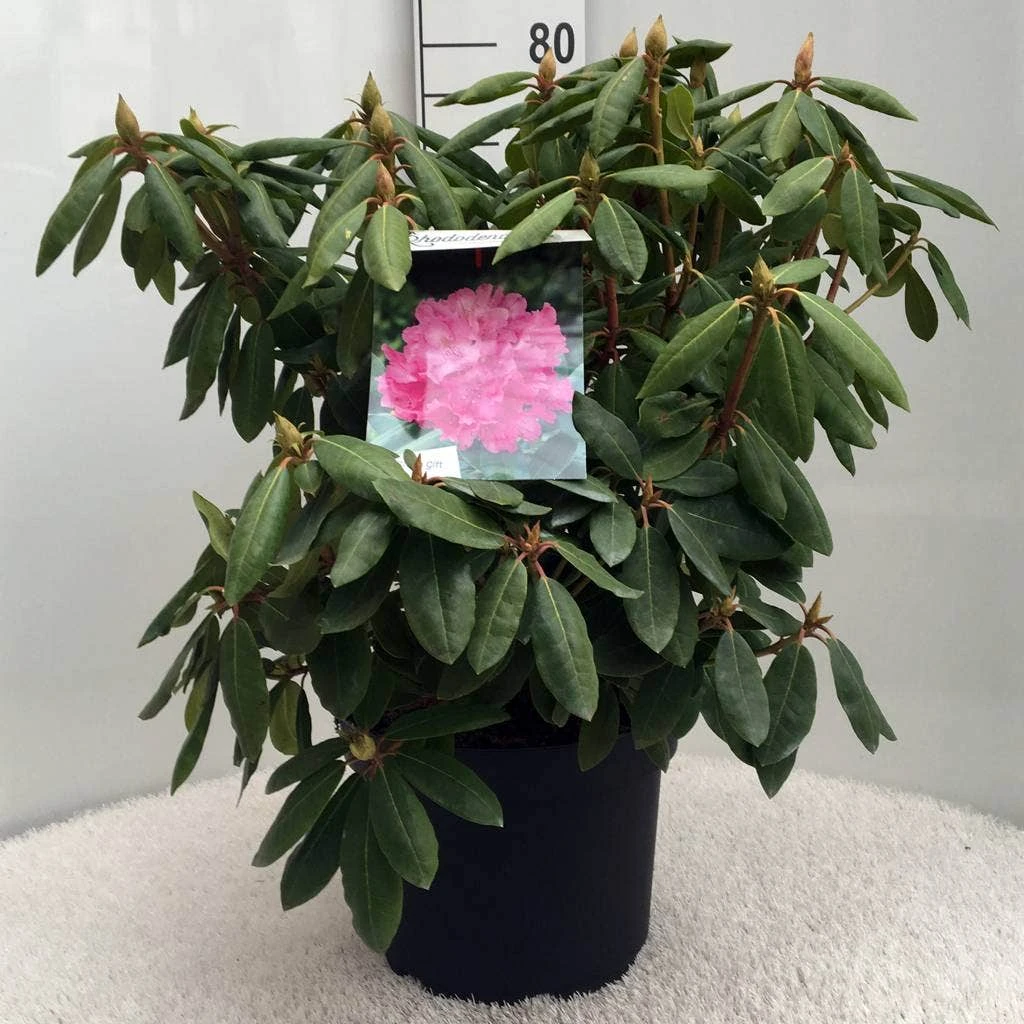 Rhododendron (Rhododendron 'Roseum Elegans') 5 Rhododendron (Rhododendron 'Roseum Elegans') - Afbeelding 5