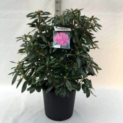 Rhododendron (Rhododendron 'Roseum Elegans') 29 Rhododendron (Rhododendron 'Roseum Elegans') -Groene Boom Winkel r. roseum elegans c30 1