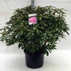 Rhododendron (Rhododendron 'Roseum Elegans') -Groene Boom Winkel r. roseum elegans c40