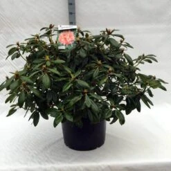 Rhododendron (Rhododendron 'Virginia Richards') 18 Rhododendron (Rhododendron 'Virginia Richards') -Groene Boom Winkel r. virginia richards c40