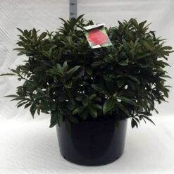 Rhododendron (Rhododendron 'Wilgen's Ruby') 34 Rhododendron (Rhododendron 'Wilgen's Ruby') -Groene Boom Winkel r. wilgens ruby c80