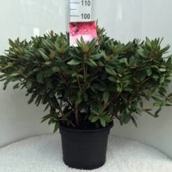 Rhododendron (Rhododendron 'Winsome') -Groene Boom Winkel r. winsome c20