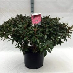 Rhododendron (Rhododendron 'Winsome') -Groene Boom Winkel r. winsome c40