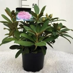 Rhododendron (Rhododendron 'Doc') -Groene Boom Winkel r. y doc c5