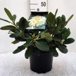 Rhododendron (Rhododendron 'Flava') -Groene Boom Winkel r. y flava c5 1