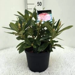 Rhododendron (Rhododendron 'Percy Wiseman') 23 Rhododendron (Rhododendron 'Percy Wiseman') -Groene Boom Winkel r. y percy wiseman c5