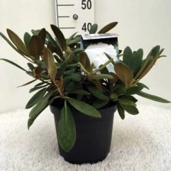 Dwergrhododendron (Rhododendron 'Porzellan') -Groene Boom Winkel r. y porzelan c5