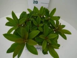 Rhododendron (Rhododendron 'Red Jack') -Groene Boom Winkel red jack c2 boven