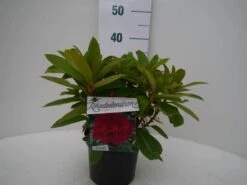 Rhododendron (Rhododendron 'Red Jack') -Groene Boom Winkel red jack c2 voor