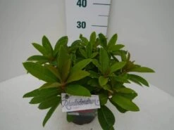 Rhododendron (Rhododendron 'Red Jack') -Groene Boom Winkel red jack c2 zij