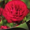 Stamroos (Rosa 'Red Meilove') -Groene Boom Winkel red meilove v