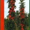 Zuilfruit (Malus Domestica 'Redcats') 10 Zuilfruit (Malus Domestica 'Redcats') -Groene Boom Winkel redcats1