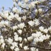 Beverboom (Magnolia Kobus) 7 Beverboom (Magnolia Kobus) -Groene Boom Winkel rera03974
