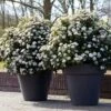 Sneeuwbal Als Bolvorm (Viburnum Tinus 'Eve Price') -Groene Boom Winkel rera04753 1