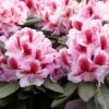 Rhododendron (Rhododendron 'Belami') -Groene Boom Winkel rera05113