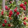 Roos (Rosa 'Florentina') -Groene Boom Winkel rera05259