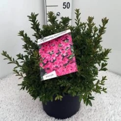 Japanse Azalea (Rhododendron 'Madame Van Hecke') -Groene Boom Winkel rh. aj mme van hecke c10