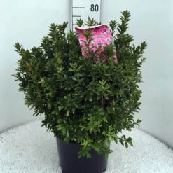 Japanse Azalea (Rhododendron 'Madame Van Hecke') -Groene Boom Winkel rh. aj mme van hecke c15