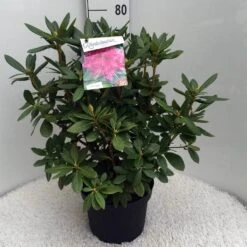 Rhododendron (Rhododendron 'Cosmopolitan') -Groene Boom Winkel rh. cosmopolitan c10 50 cm