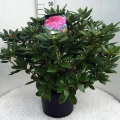 Rhododendron (Rhododendron 'Cosmopolitan') -Groene Boom Winkel rh. cosmopolitan c20