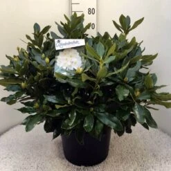 Rhododendron (Rhododendron 'Cunningham White') -Groene Boom Winkel rh. cunn white c20