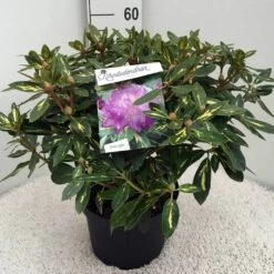 Rhododendron (Rhododendron 'Goldflimmer') -Groene Boom Winkel rh. goldflimmer c10 50 cm