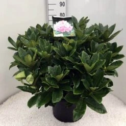 Rhododendron (Rhododendron 'Gomer Waterer') -Groene Boom Winkel rh. gomer waterer c20