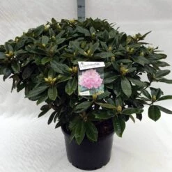 Rhododendron (Rhododendron 'Gomer Waterer') -Groene Boom Winkel rh. gomer waterer c40