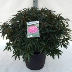 Rhododendron (Rhododendron 'Graziella') -Groene Boom Winkel rh. graziella c30