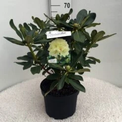 Rhododendron (Rhododendron 'Horizon Monarch') -Groene Boom Winkel rh. horizon monarch c10 50 cm 1