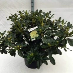 Rhododendron (Rhododendron 'Horizon Monarch') -Groene Boom Winkel rh. horizon monarch c40 1