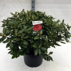 Rhododendron (Rhododendron 'Lord Roberts') -Groene Boom Winkel rh. lord roberts c40
