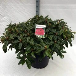 Rhododendron (Rhododendron 'Marie Forte') -Groene Boom Winkel rh. marie forte c40