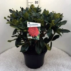 Rhododendron (Rhododendron 'Markeeta's Prize') -Groene Boom Winkel rh. markeeta s prize c20