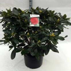 Rhododendron (Rhododendron 'Markeeta's Prize') -Groene Boom Winkel rh. markeeta s prize c40